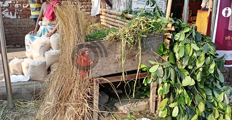 এক আঁটি কাঁঠাল পাতা ৩০ টাকা