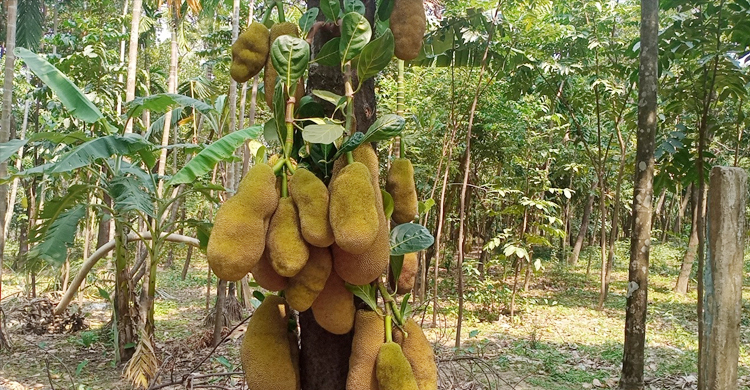 ‘লাউড়ের রাজধানী’ এখন ‘কাঁঠালের রাজ্য’