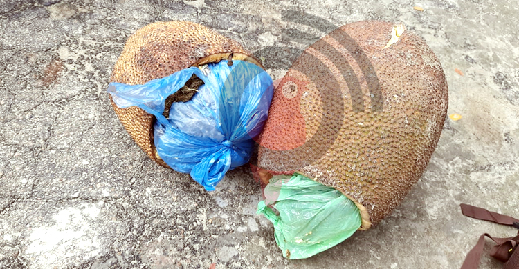 কাঁঠাল ভাঙতেই বেরিয়ে এল গাঁজা