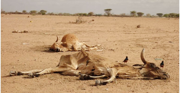 ‘We will all die’: In Kenya, prolonged drought takes heavy toll