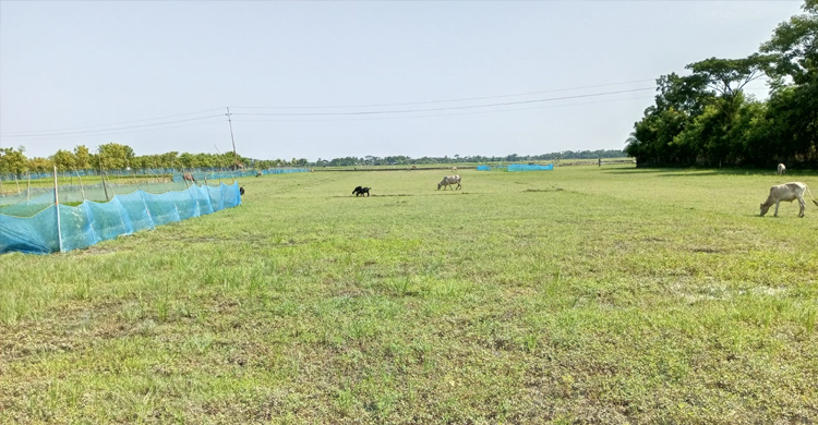 আমন মৌসুমে খুলনায় ৭৩.১৭ শতাংশ জমি অনাবাদি