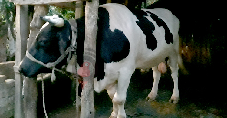৪ লাখে বিক্রি হবে সালাহউদ্দিনের ষাঁড়