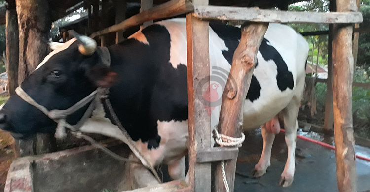 ৪ লাখে বিক্রি হবে সালাহউদ্দিনের ষাঁড়