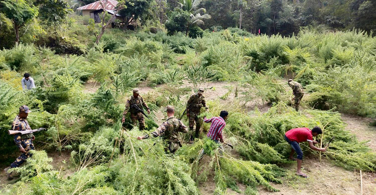 পাহাড়ের ২০০ বিঘা জমিতে নজিরবিহীন গাঁজা চাষ