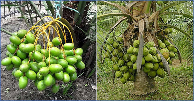 সৌদির খেজুর-ভিয়েতনামি নারিকেল চাষে ঋণ পাবেন কৃষক
