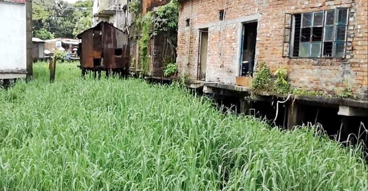 ঘাস-লতাপাতায় ঘিরে আছে খালটি, অবৈধ স্থাপনা সরানোর নির্দেশ