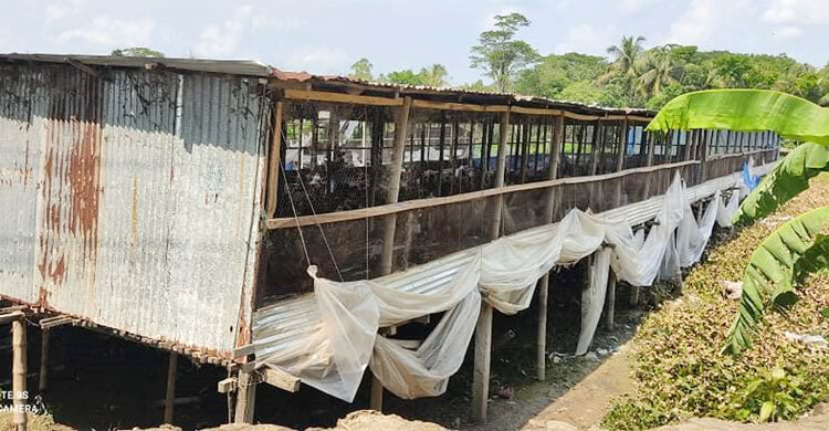 মুরগির বিষ্ঠার দুর্গন্ধে অতিষ্ঠ এলাকাবাসী