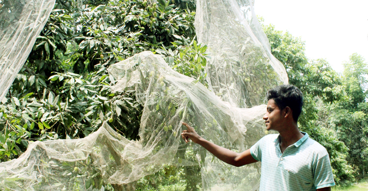 তীব্র গরমে লিচুর ফলনে বিপর্যয়ের শঙ্কা