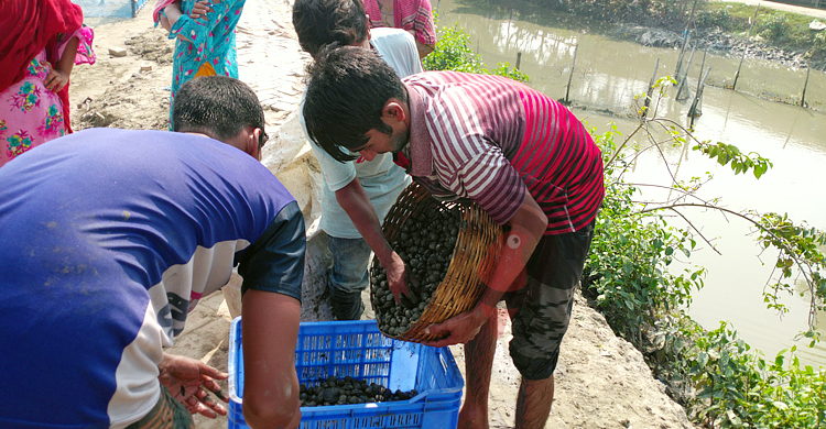 ঝিনুক কুড়িয়ে অর্থ উপার্জন, নিধন হচ্ছে ‘প্রকৃতির ফিল্টার’