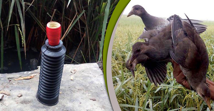 বাঁশির সুরে ফাঁদে পড়ছে পরিযায়ী পাখি