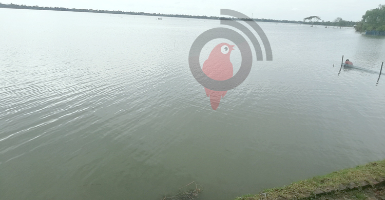 টানা বৃষ্টিতে খুলনায় আমনের বীজতলা তলিয়ে সাড়ে ১১ কোটি টাকার ক্ষতি