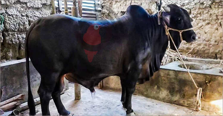 নাম ধরে ডাকলেই সাড়া দেয় ১১২০ কেজি ওজনের ‘বগুড়ার কিং’