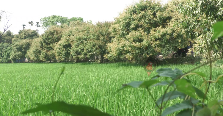 মঙ্গলবাড়িয়ায় ১০ কোটি টাকার লিচু বিক্রির সম্ভাবনা