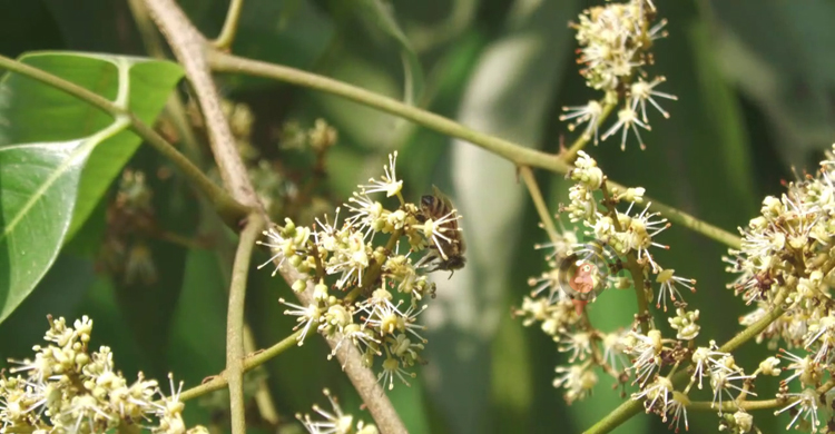 মঙ্গলবাড়িয়ায় ১০ কোটি টাকার লিচু বিক্রির সম্ভাবনা