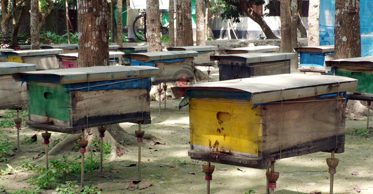 মঙ্গলবাড়িয়ায় ১০ কোটি টাকার লিচু বিক্রির সম্ভাবনা