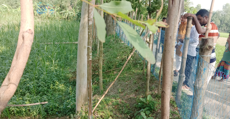 রাতের আঁধারে বাগানের গাছ কেটে দিলো দুর্বৃত্তরা