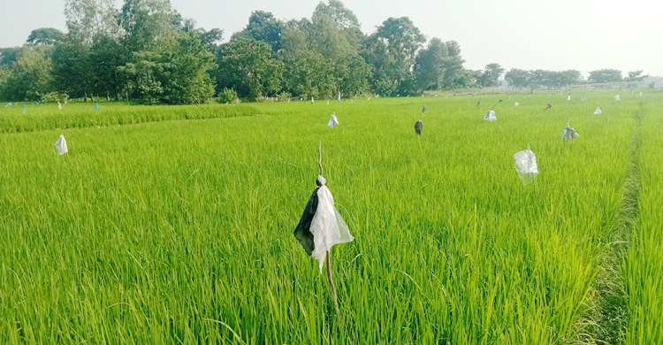 ভৈরবে ধানক্ষেতে ইঁদুরের আক্রমণে দিশেহারা কৃষক