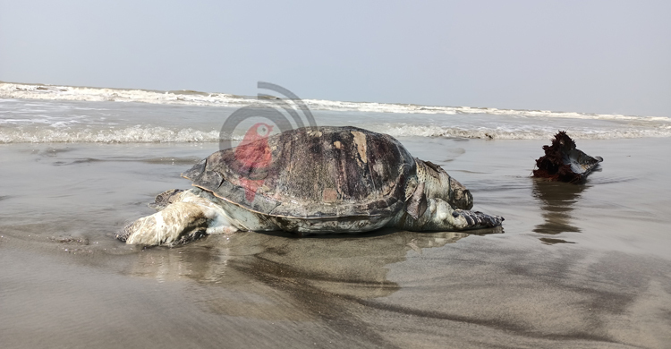 একদিনের মাথায় ফের সৈকতে ভেসে এলো মৃত কচ্ছপ
