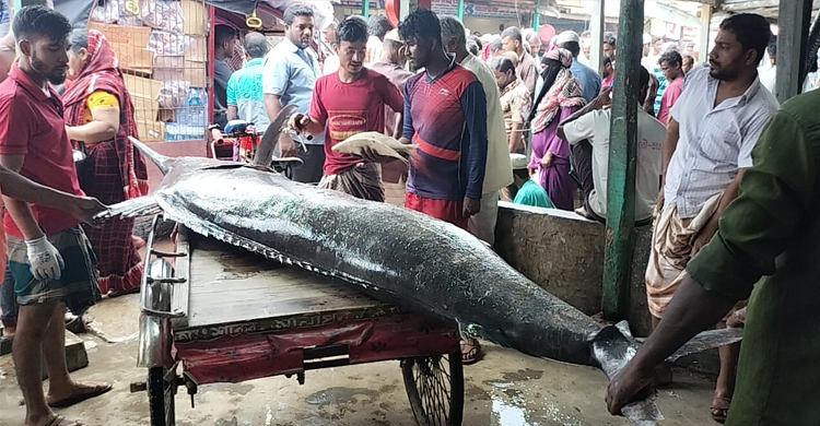 জেলের জালে ধরা পড়লো ২০০ কেজির ‘ব্ল্যাক মার্লিন’