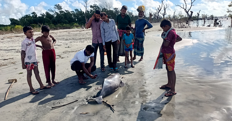 কুয়াকাটা সৈকতে ভেসে এলো মৃত শুশুক