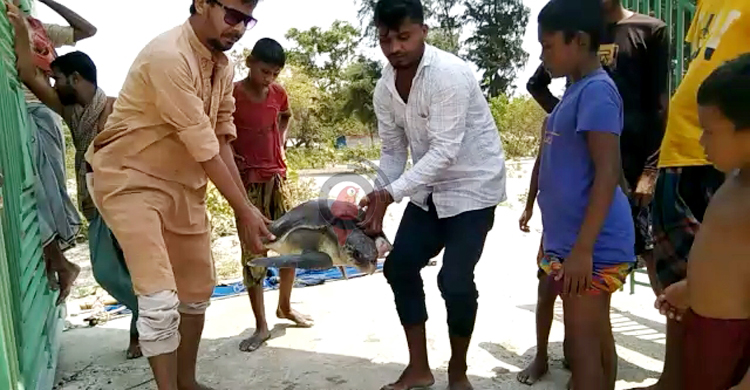কুয়াকাটা সৈকতে অসুস্থ মা কচ্ছপ উদ্ধার, চলছে চিকিৎসা