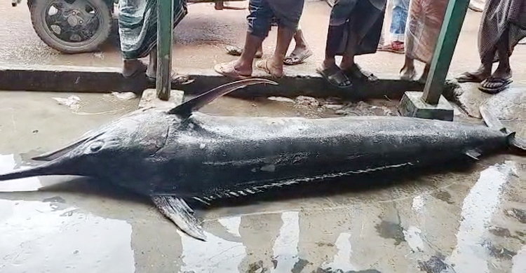 জেলের জালে ধরা পড়লো ২০০ কেজির &lsquo;ব্ল্যাক মার্লিন&rsquo;