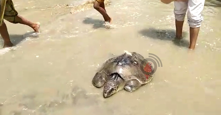 কুয়াকাটা সৈকতে অসুস্থ মা কচ্ছপ উদ্ধার, চলছে চিকিৎসা