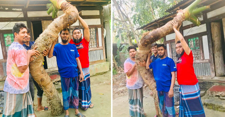 ১১ ফুটের মানকচুর ওজন ৩ মণ, বহন করতে লাগে চারজন