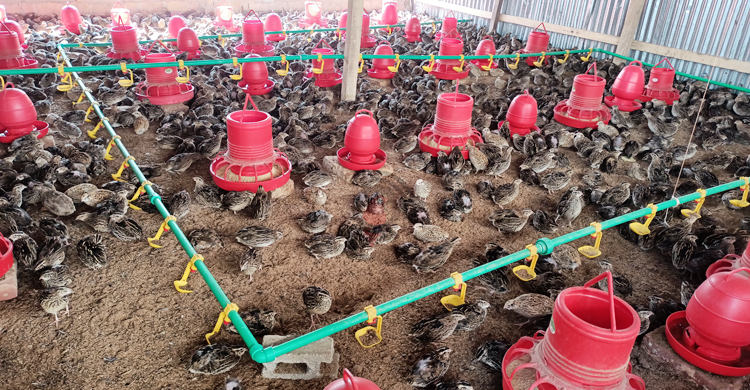 চাকরি ছেড়ে কোয়েল খামার, মাসে আয় লাখ টাকা