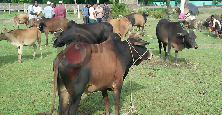 বঙ্গবন্ধুর নামে ১০ গরু-মহিষ কোরবানি দেবেন কুয়াকাটার পৌর মেয়র