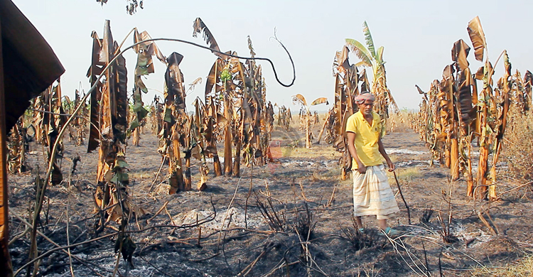 ৫০ বিঘা জমির কলাবাগান পুড়ে ছাই