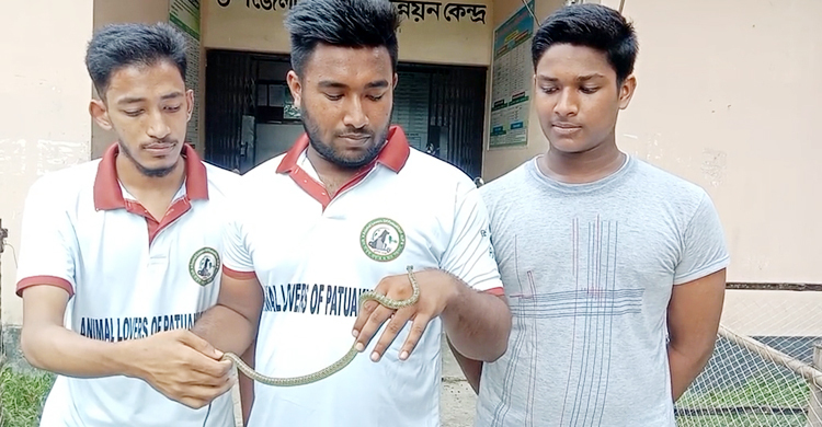 কলাপাড়ায় উদ্ধার কালনাগিনী রজোপাড়া বনে অবমুক্ত