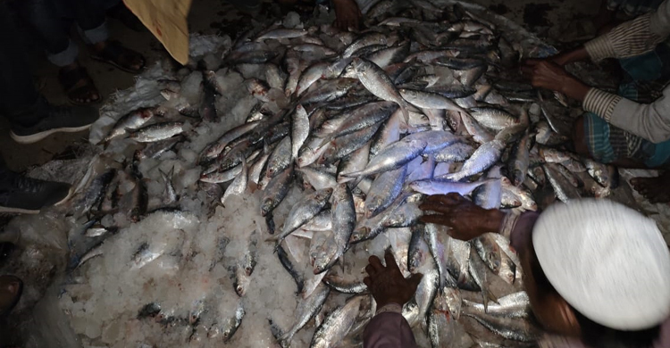 পটুয়াখালীতে ১৪ মণ জাটকা জব্দ, তিন ব্যবসায়ীকে জরিমানা