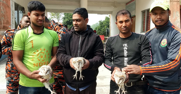 ৩টি লক্ষ্মী পেঁচার বাচ্চা উদ্ধার