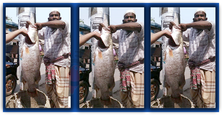 বলেশ্বর নদীতে ধরা পড়ল ৫০ কেজি ওজনের ২ কোরাল