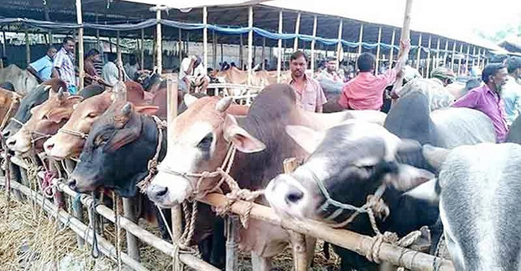সড়কে পশুর হাট বসানো যাবে না