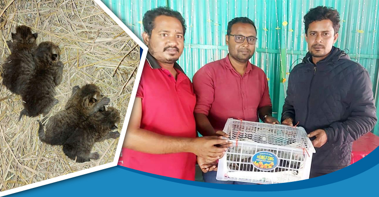 সিরাজগঞ্জে মেছো বাঘের ৪ বাচ্চা উদ্ধার