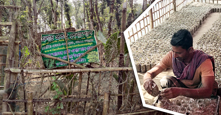 আম্ফানও দমাতে পারেনি এলাচ চাষি শাহজাহানকে