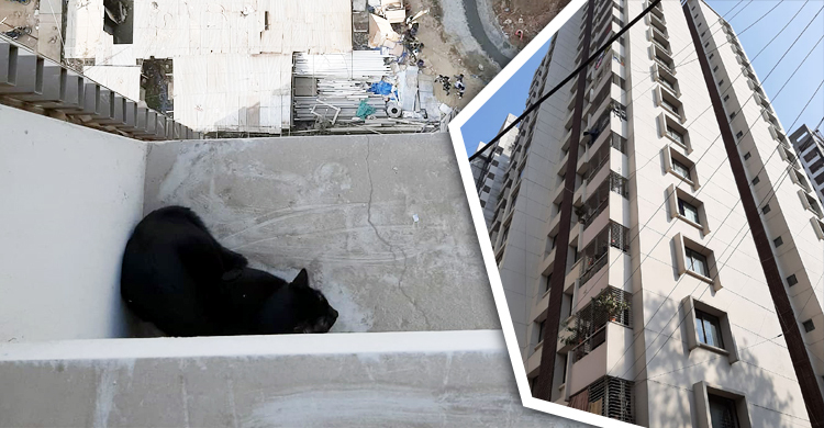 ১৬ তলার কার্নিশে আটকে পড়া বিড়াল উদ্ধার করল ‘রবিনহুড’