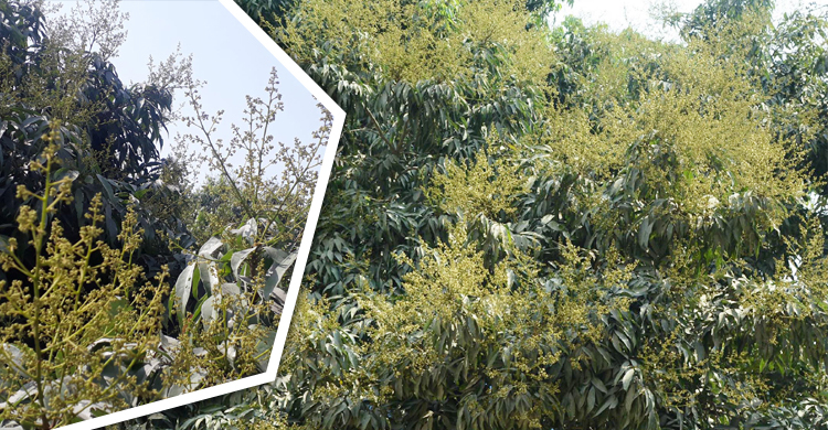 লিচুর রাজ্যে মুকুলের সমারোহ, বাম্পার ফলনের সম্ভাবনা
