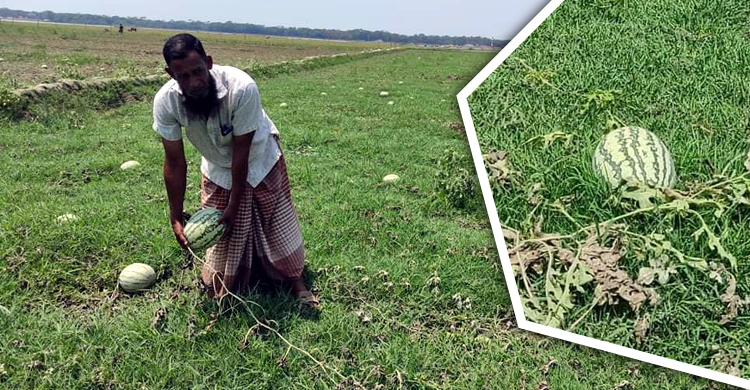 জোয়ারের পানিতে ভেসেছে তরমুজচাষির স্বপ্ন
