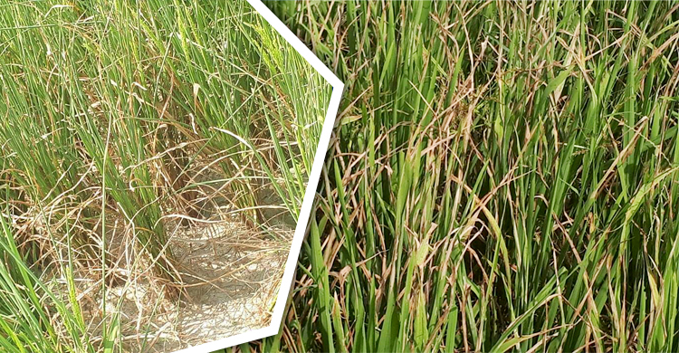 পানির অভাবে মরে যাচ্ছে বোরো ধান