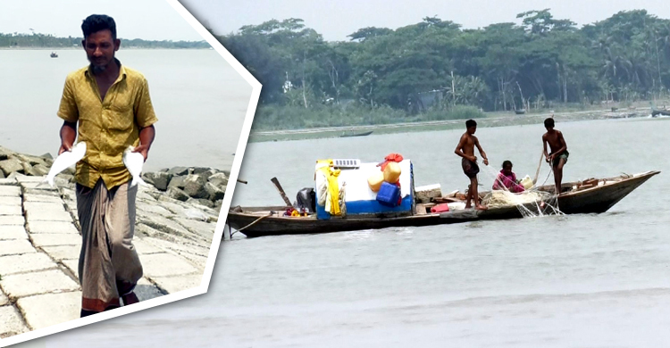 নদীতে ইলিশ সংকট, হতাশ ভোলার জেলেরা