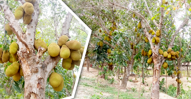 গোমতীর বেড়িবাঁধে গাছে গাছে কাঁঠাল