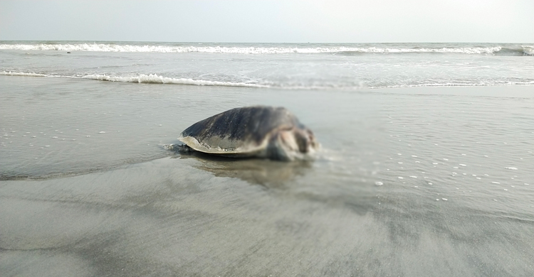 কুয়াকাটা সৈকতে ফের অর্ধগলিত কচ্ছপ