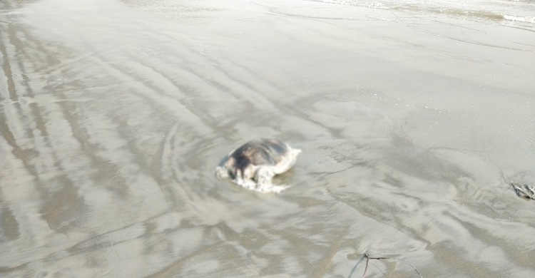 কুয়াকাটা সৈকতে ফের অর্ধগলিত কচ্ছপ