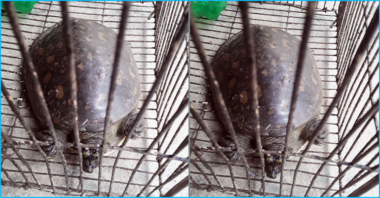 মৌলভীবাজারে মিলল বিপন্ন প্রজাতির কচ্ছপ