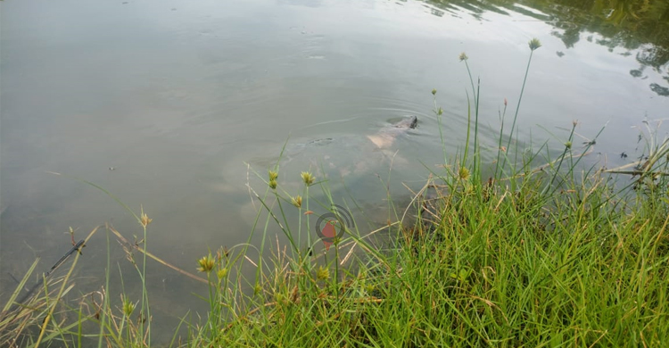 দুর্যোগ মৌসুমেও পর্যটকদের ভিড় বেড়েছে সুন্দরবনে