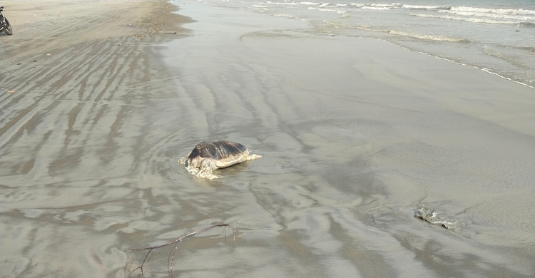 কুয়াকাটা সৈকতে ফের অর্ধগলিত কচ্ছপ