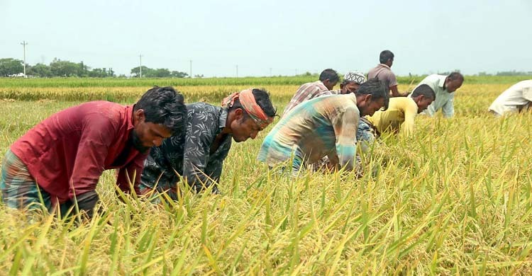 সংকট মোকাবিলায় ‘কৃষি ঋণে’ গতি বাড়ানোর তাগিদ
